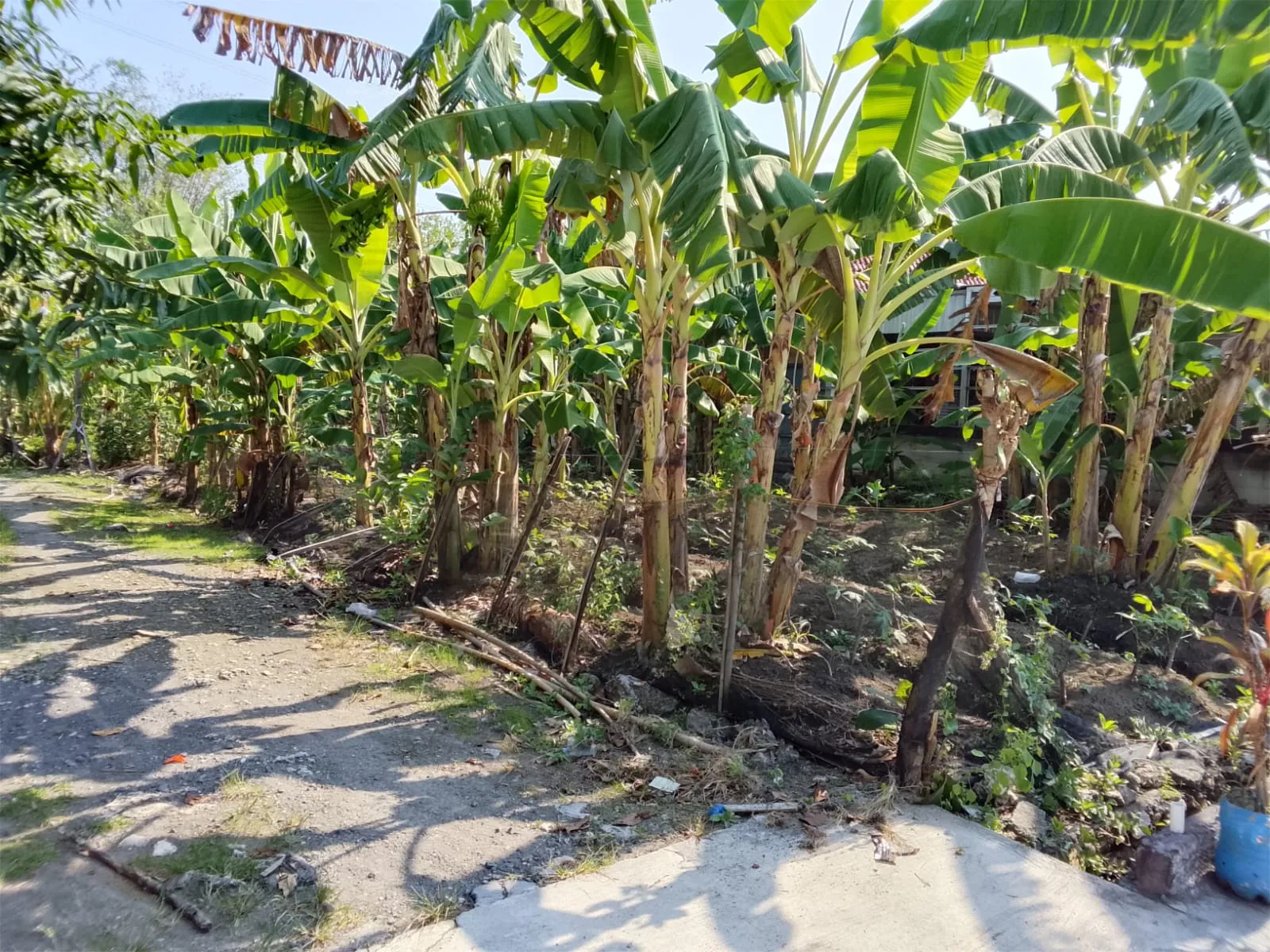 Kondisi Fisik Rumah Lelang Perum Dinar Asri Meteseh Tembalang Semarang